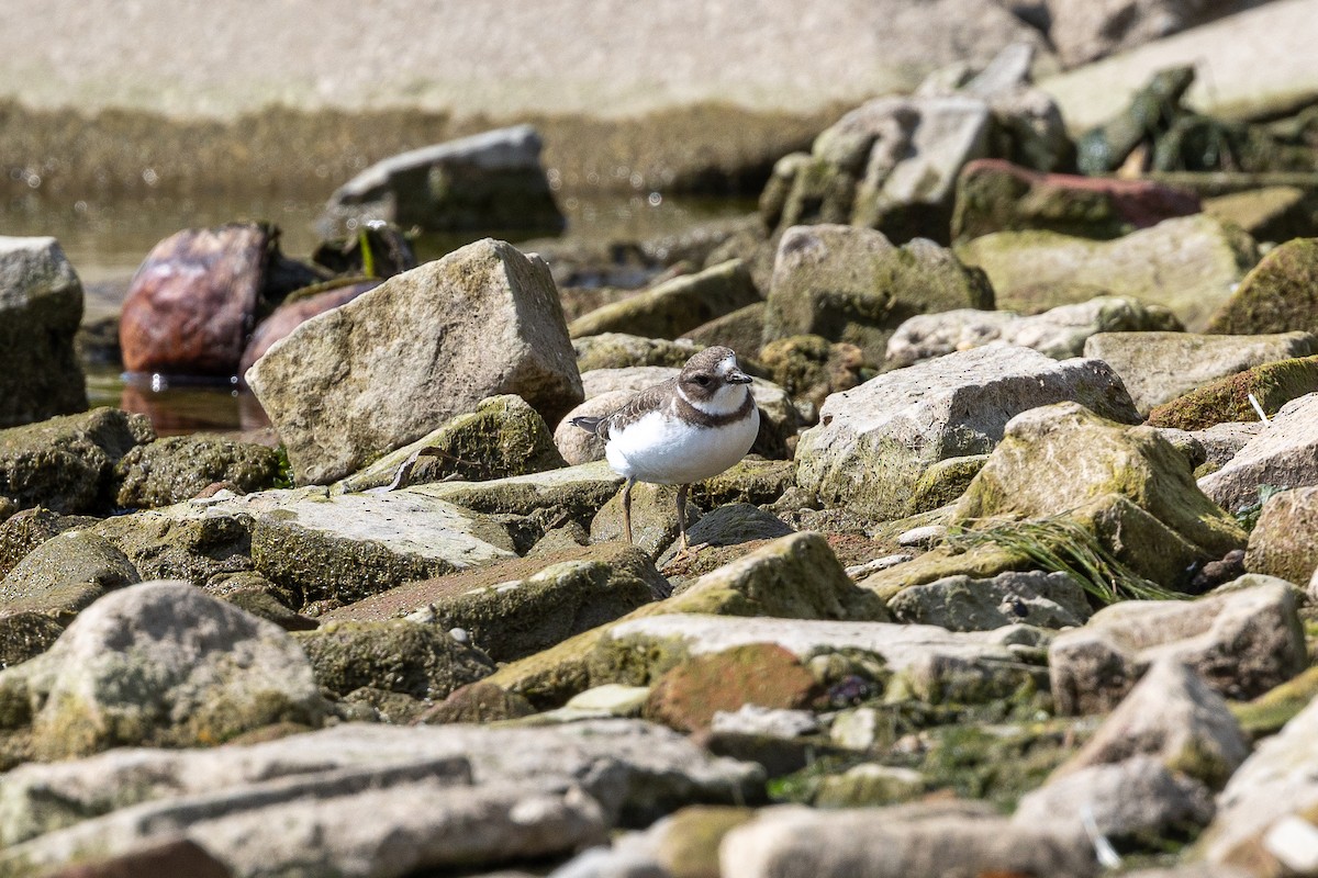 Semipalmated Plover - ML608984404