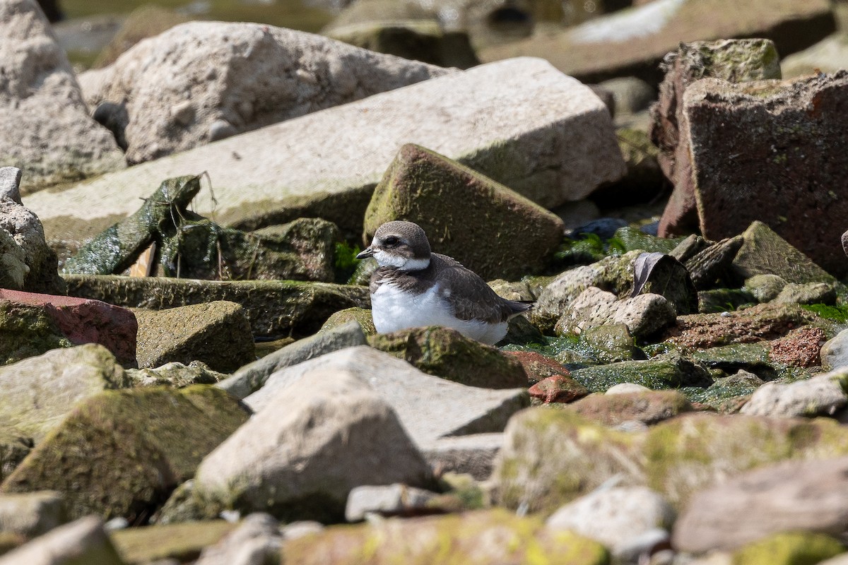 Semipalmated Plover - ML608984406
