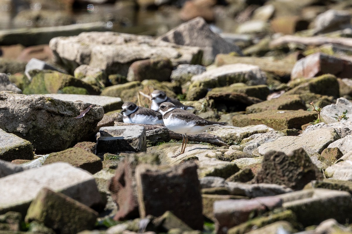 Semipalmated Plover - ML608984407