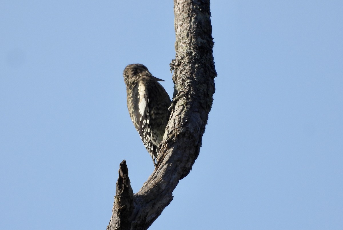 Дятел-смоктун жовточеревий - ML608984597