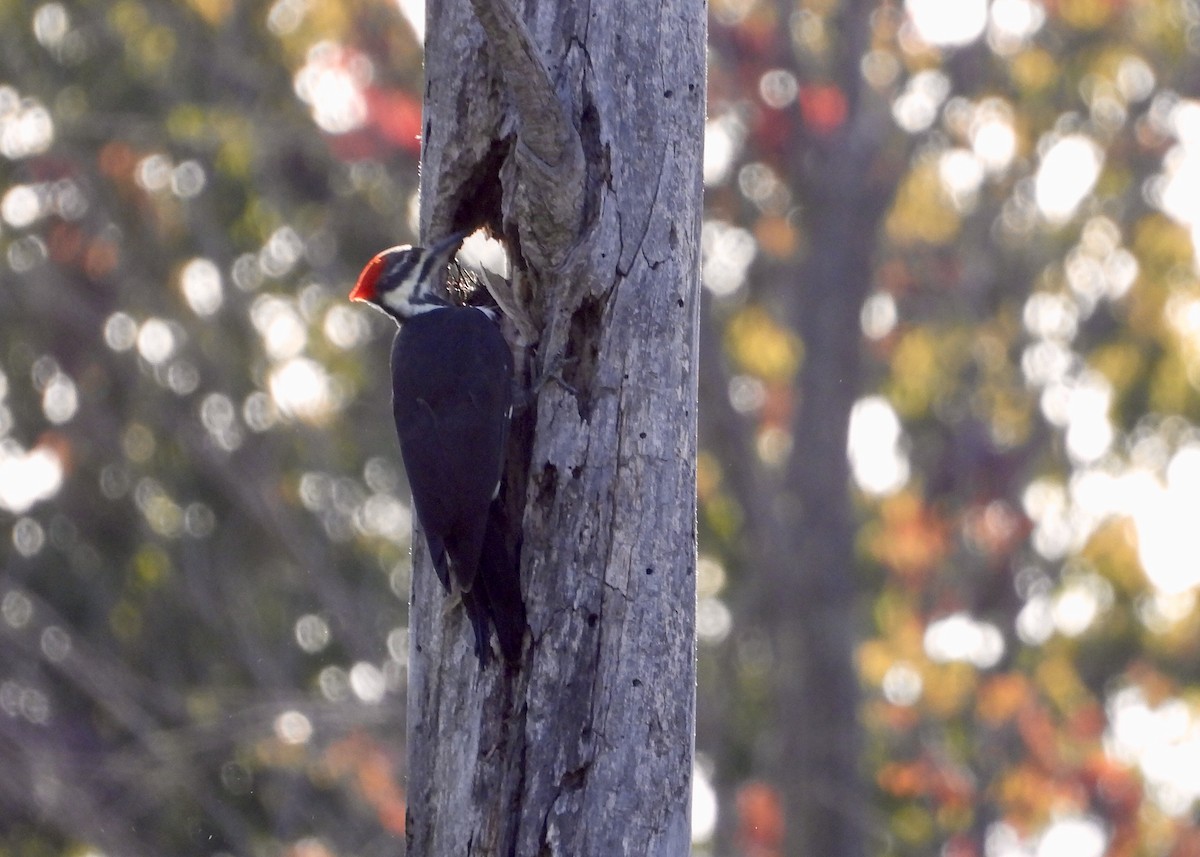 Жовна північна - ML608984604