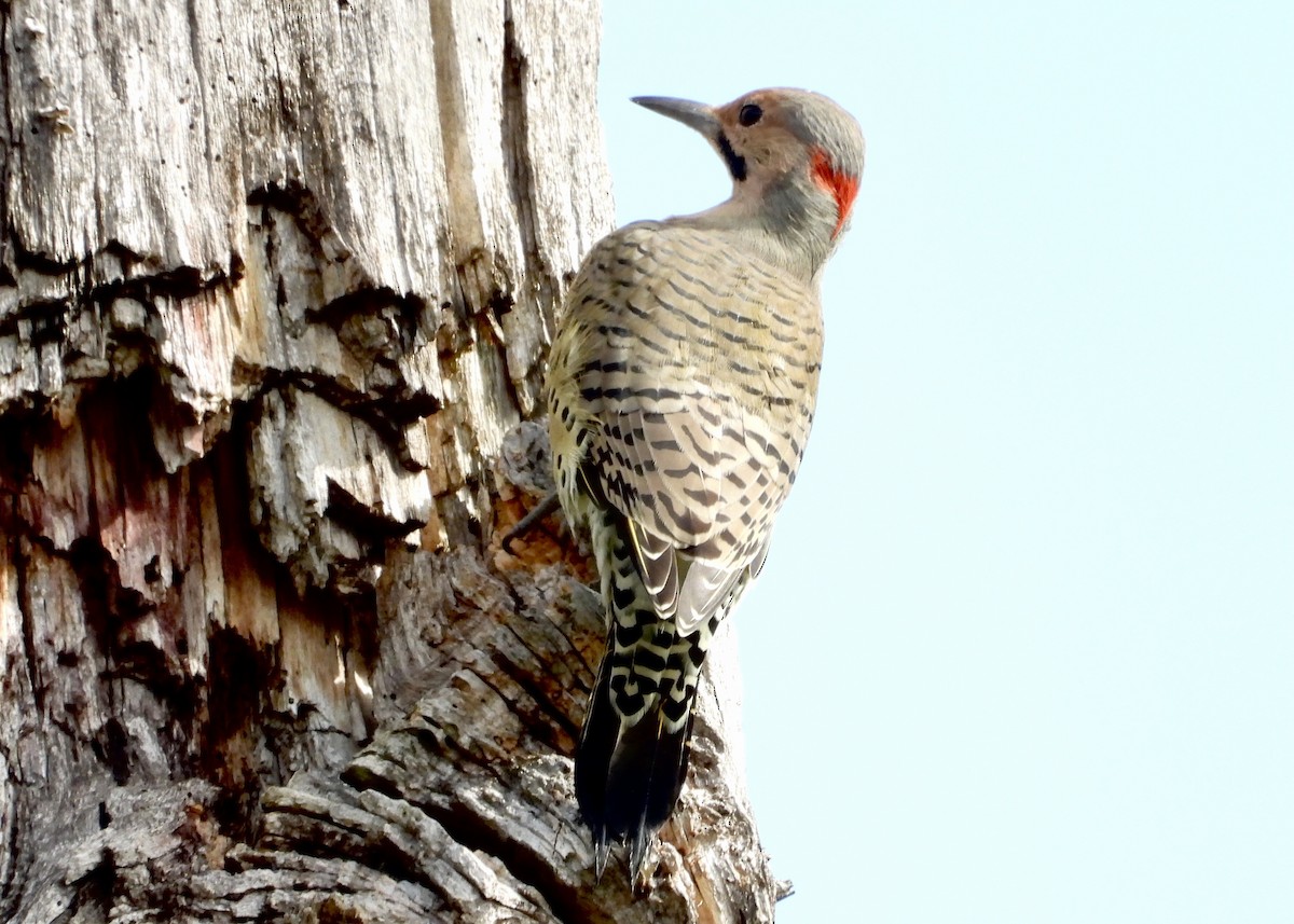 Декол золотистий - ML608984629