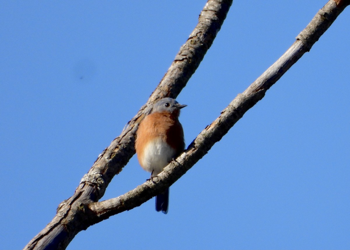 Блакитник східний - ML608984644