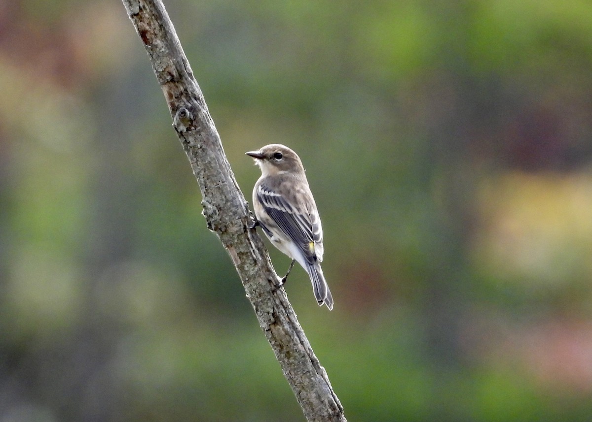 Пісняр-лісовик жовтогузий - ML608984661