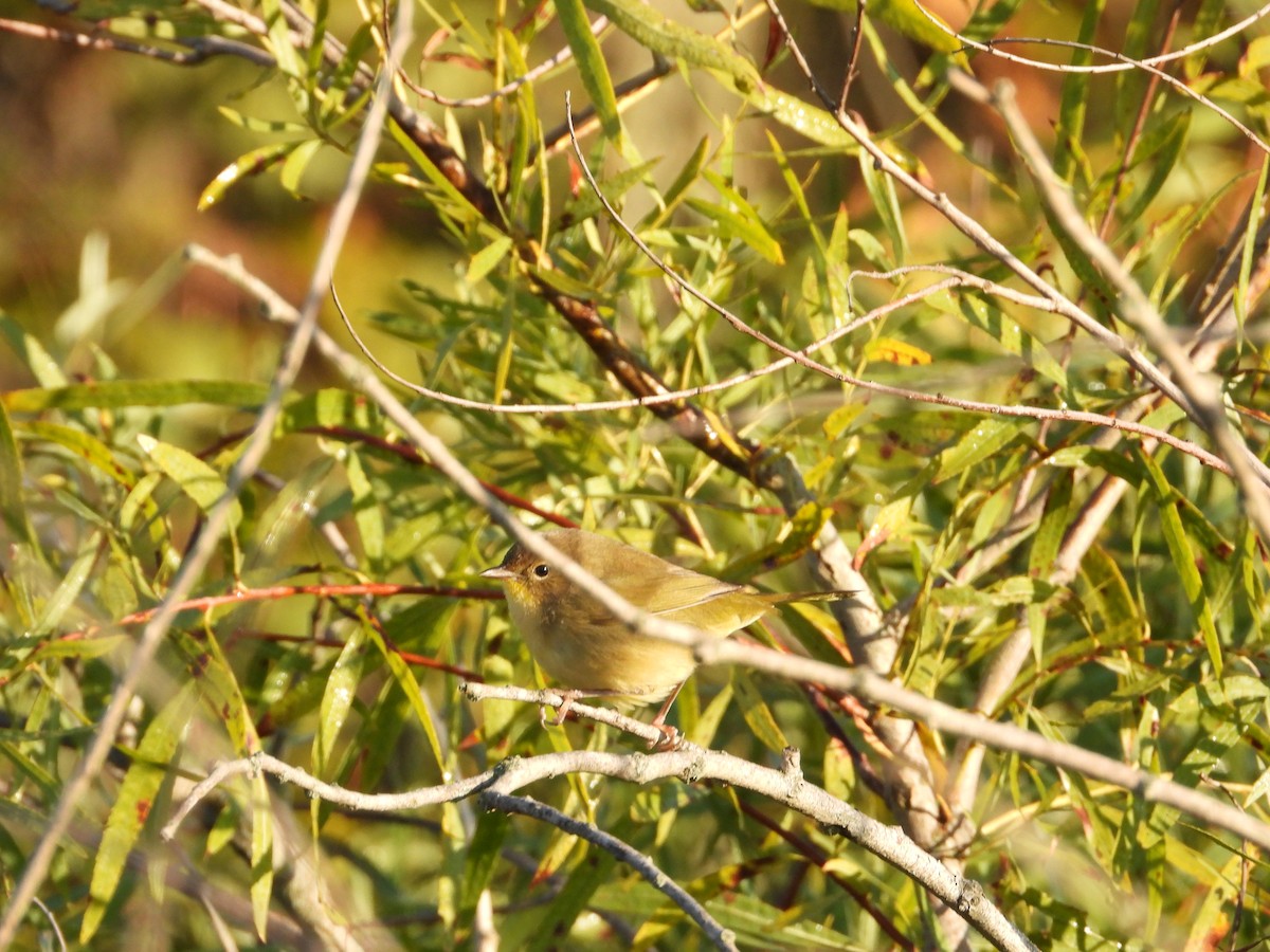 Жовтогорлик північний - ML608984690