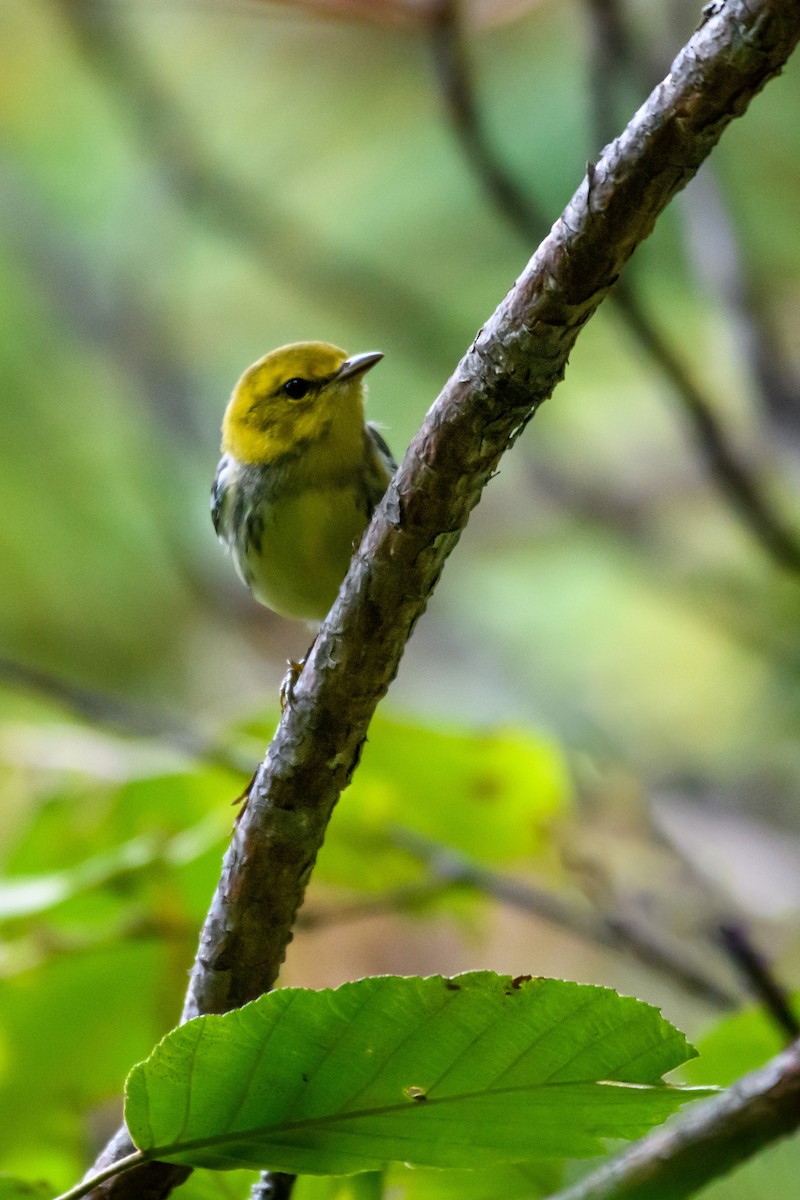 Black-throated Green Warbler - Christine Andrews