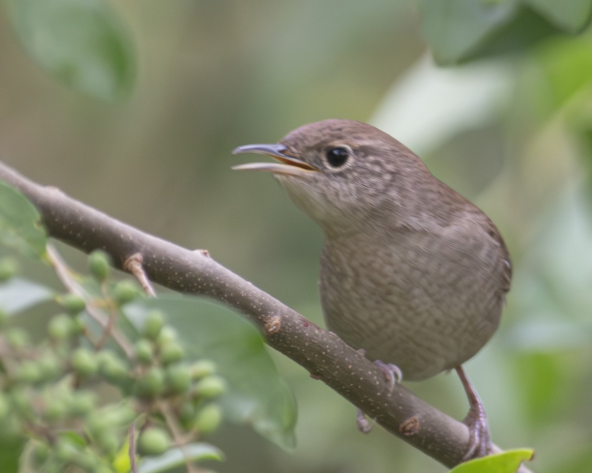 Northern House Wren - ML608984830