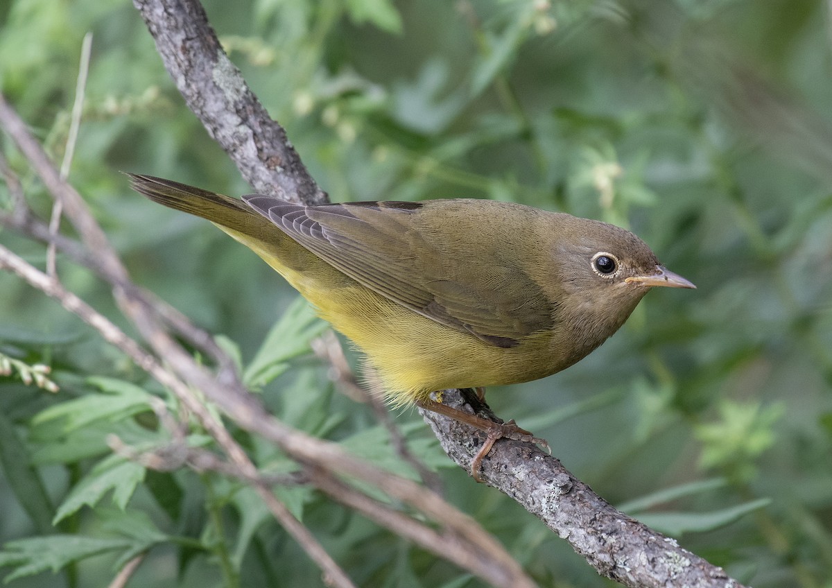 Connecticut Warbler - Dave DeSarno