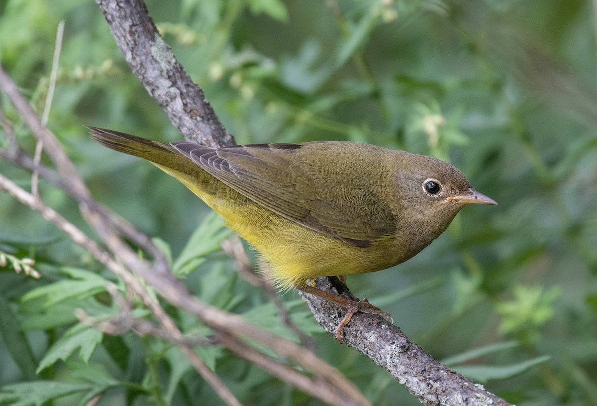 Connecticut Warbler - ML608984853