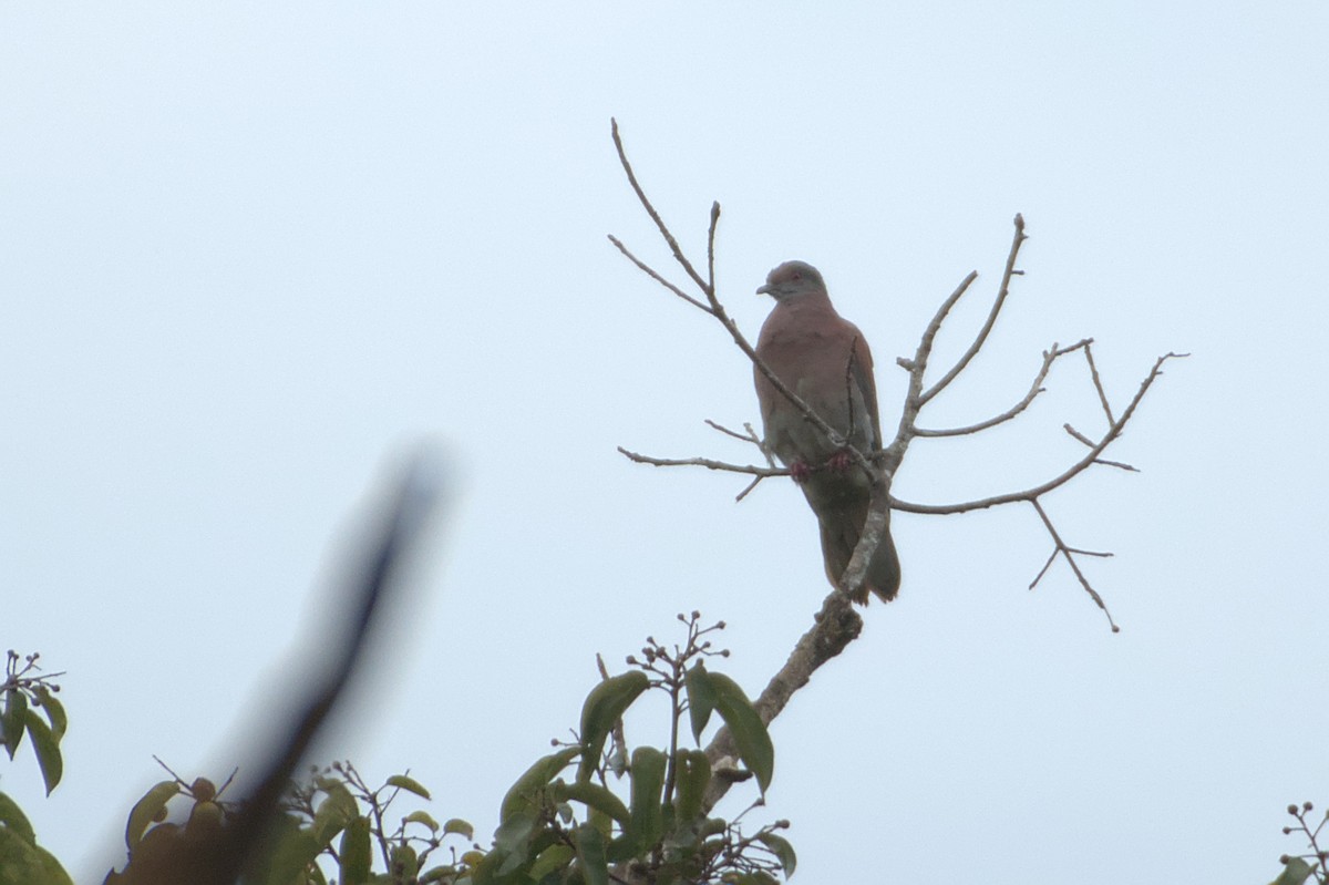 Gray-fronted Dove - ML608984865