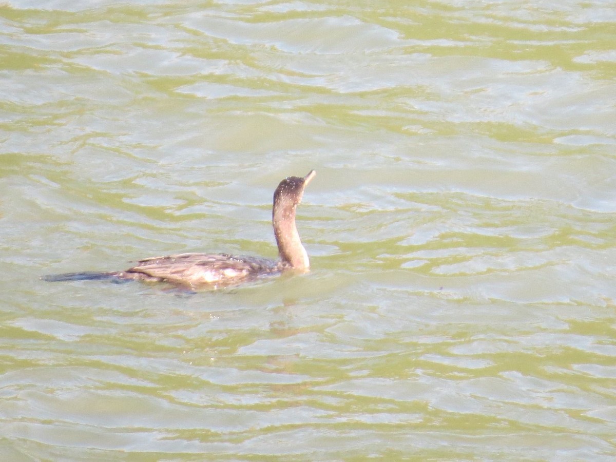 Neotropic Cormorant - Jeffrey López Canaca