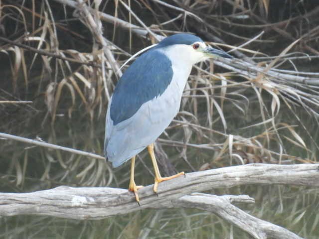 Black-crowned Night Heron - ML608985027