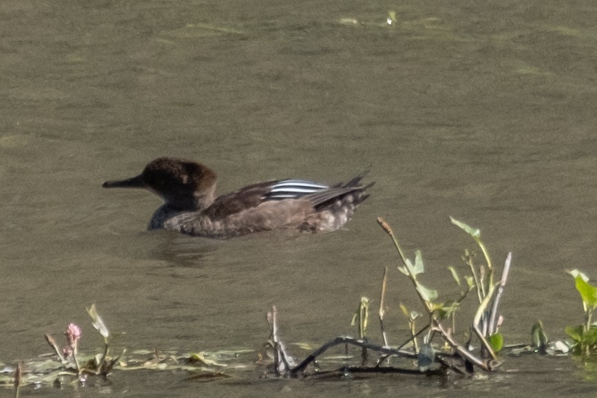 Hooded Merganser - ML608985073