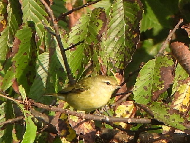Tennessee Warbler - ML608985145