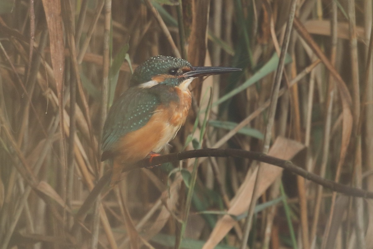 Common Kingfisher - ML608985198