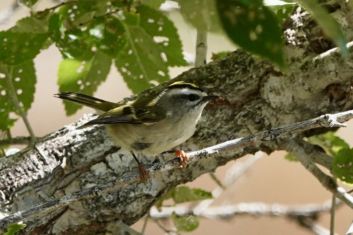 Golden-crowned Kinglet - ML608985229