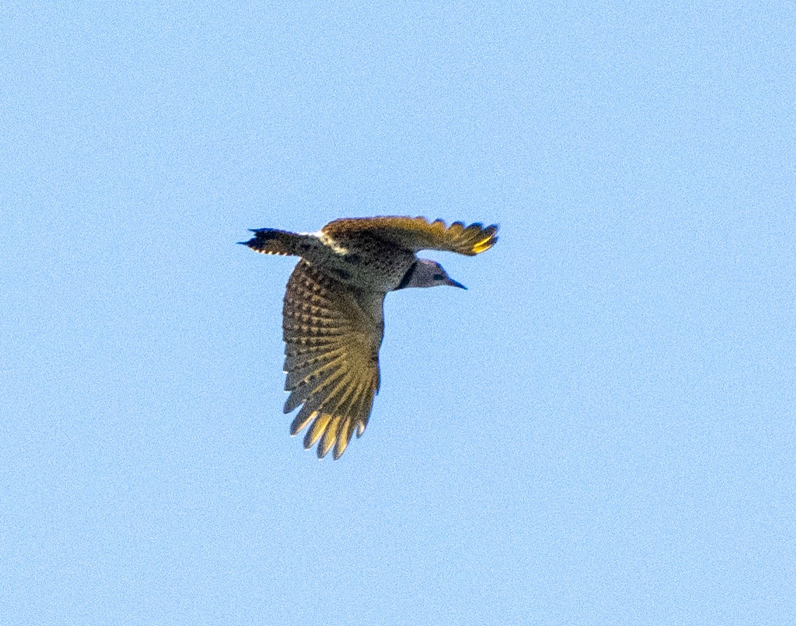 Northern Flicker - ML608985468