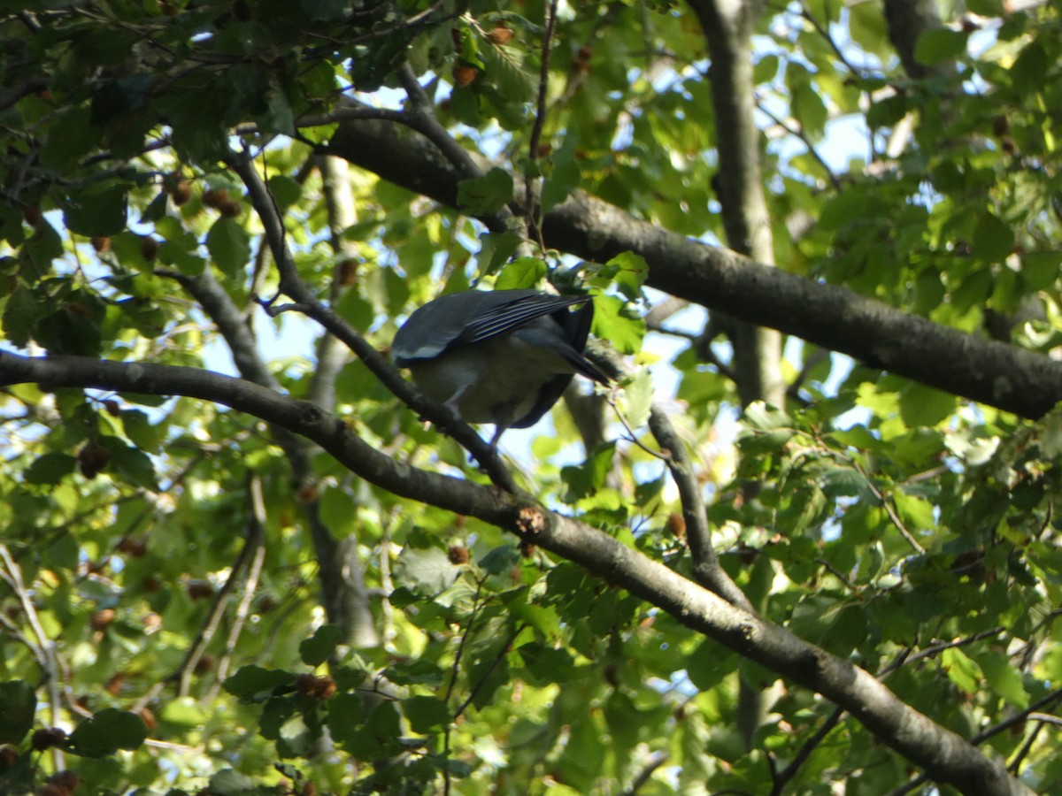 Common Wood-Pigeon - ML608985570