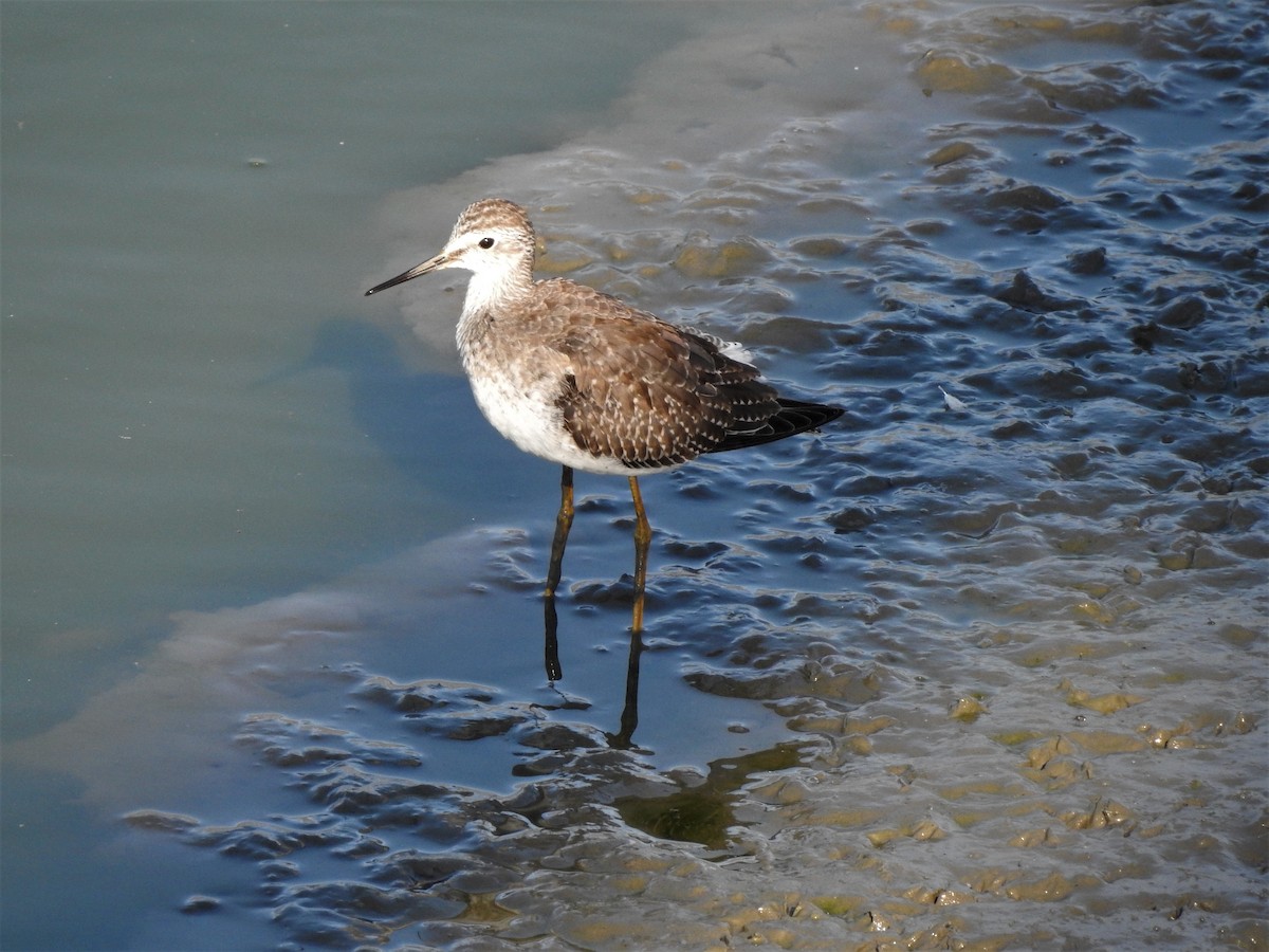 Greater Yellowlegs - ML608985573