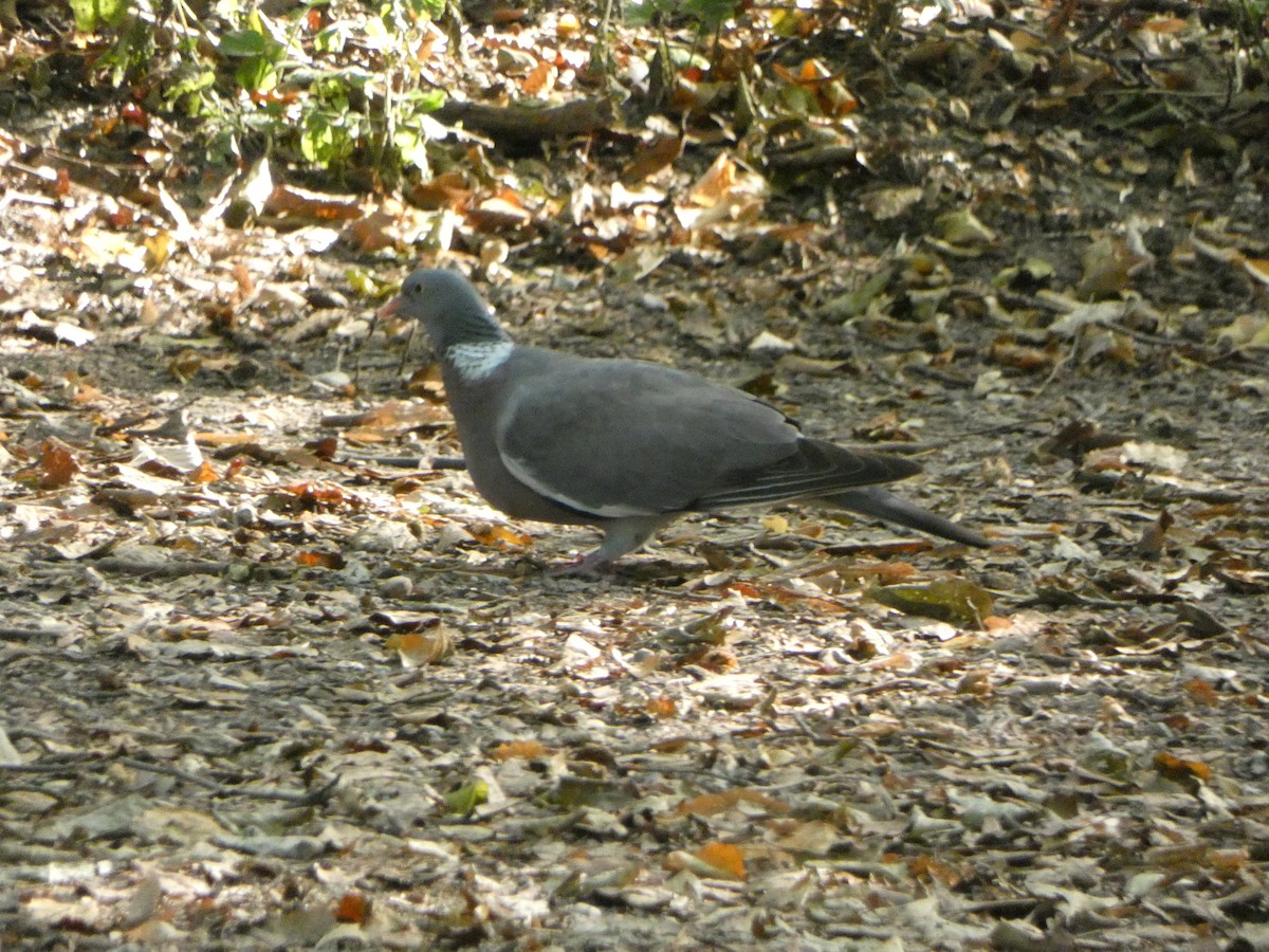 Common Wood-Pigeon - ML608985576