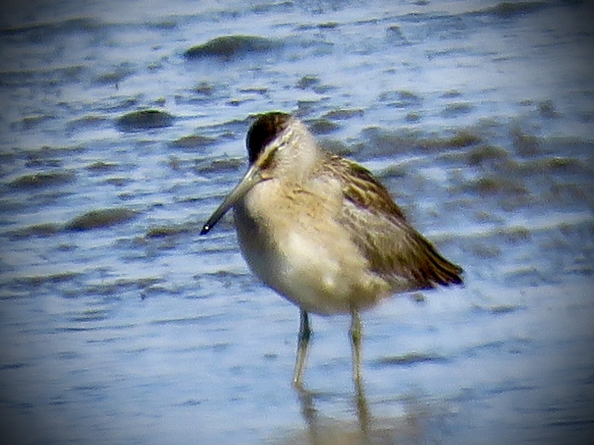 Short-billed Dowitcher - ML608985608