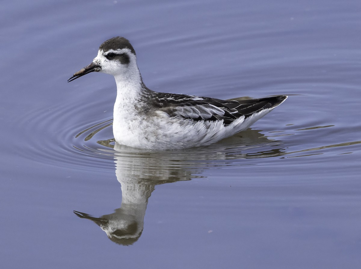 Phalarope à bec étroit - ML608985619