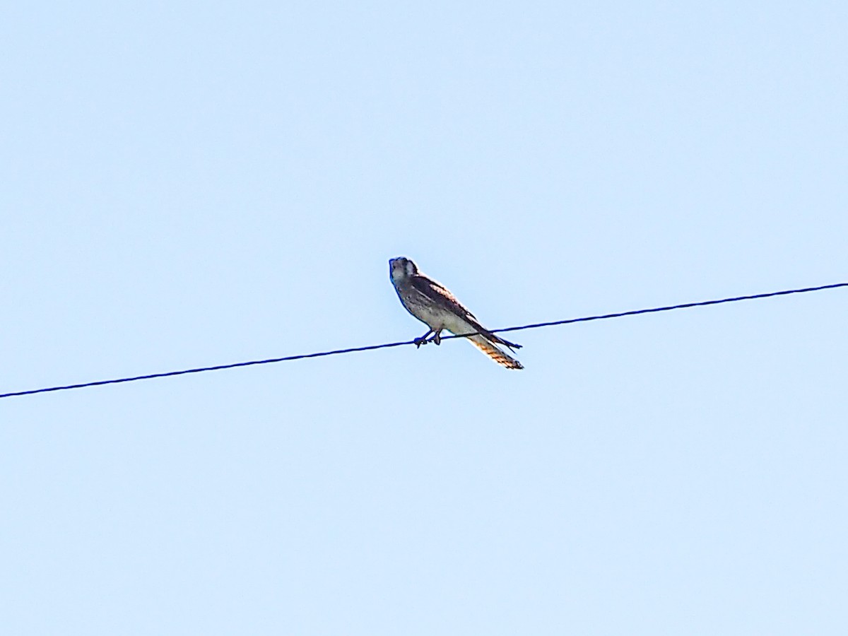 American Kestrel - ML608985632