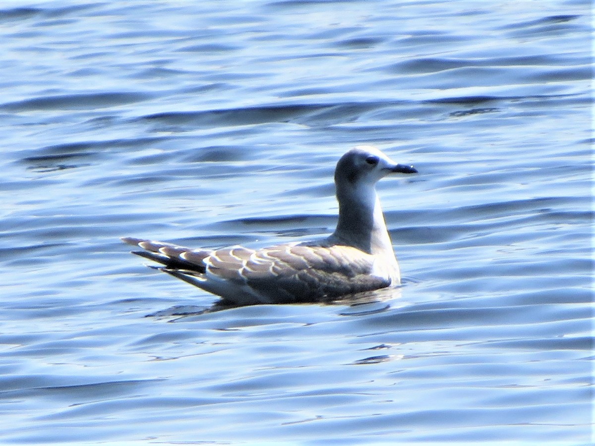 Mouette de Sabine - ML608985715