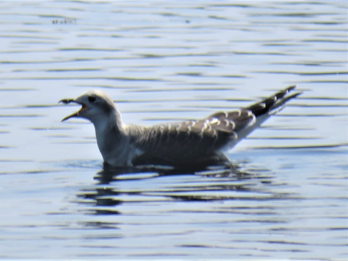 Mouette de Sabine - ML608985716