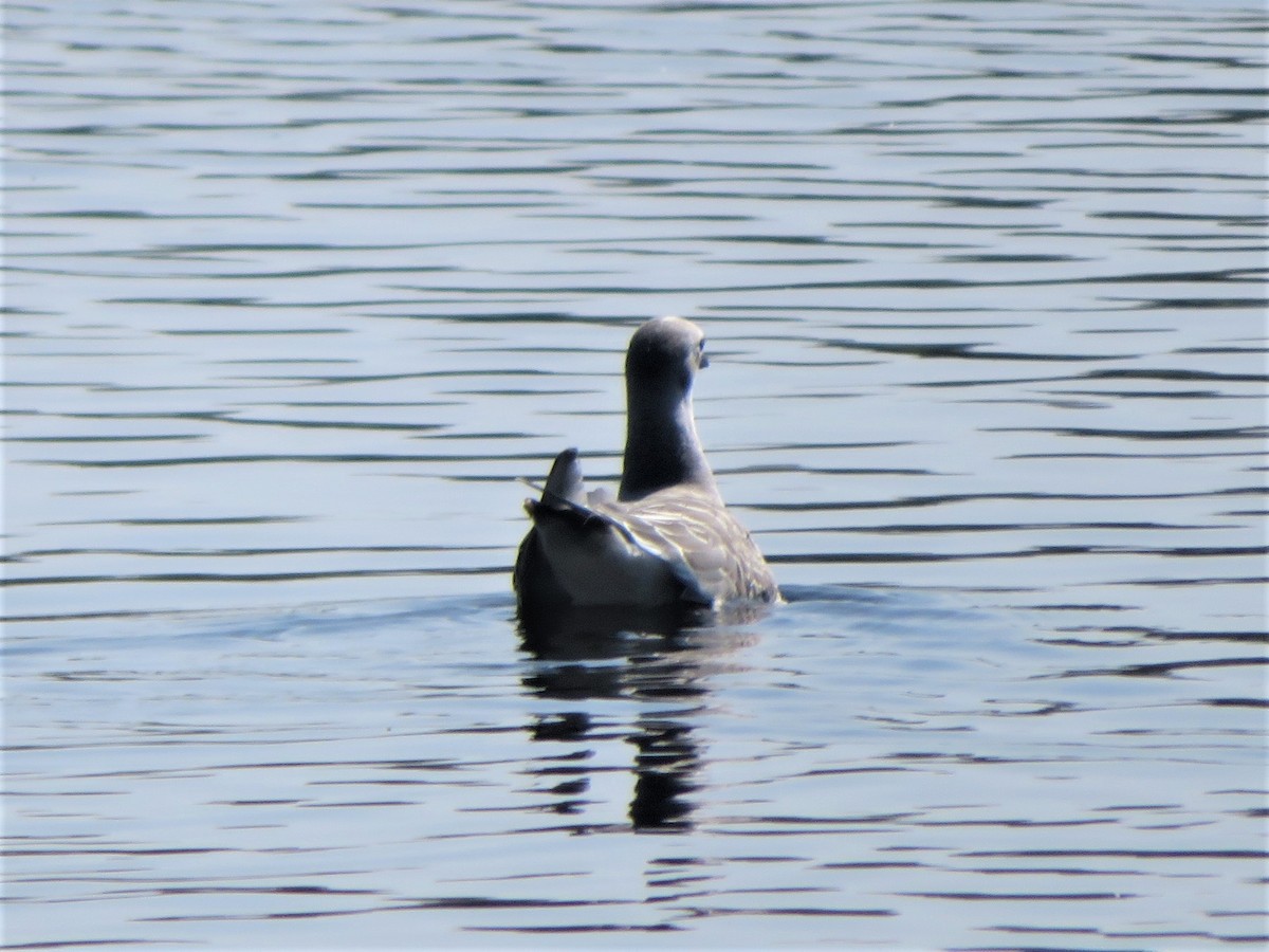 Mouette de Sabine - ML608985717