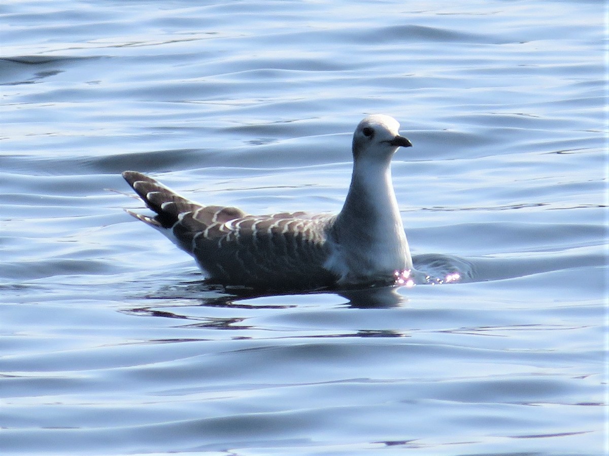 Mouette de Sabine - ML608985718