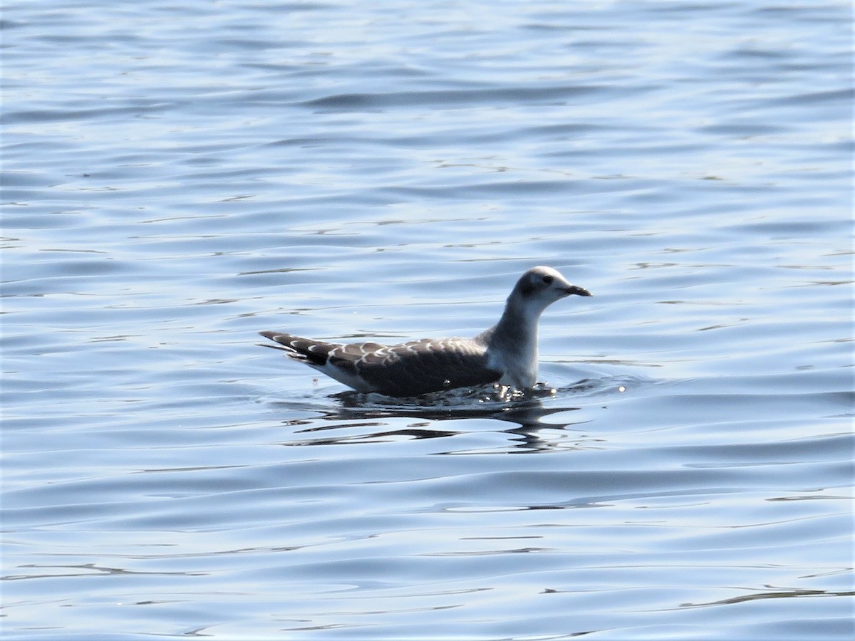 Mouette de Sabine - ML608985719