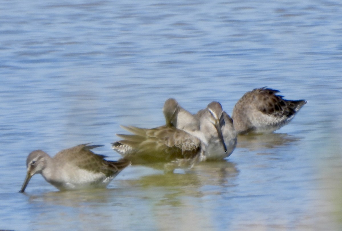 Long-billed Dowitcher - ML608985757