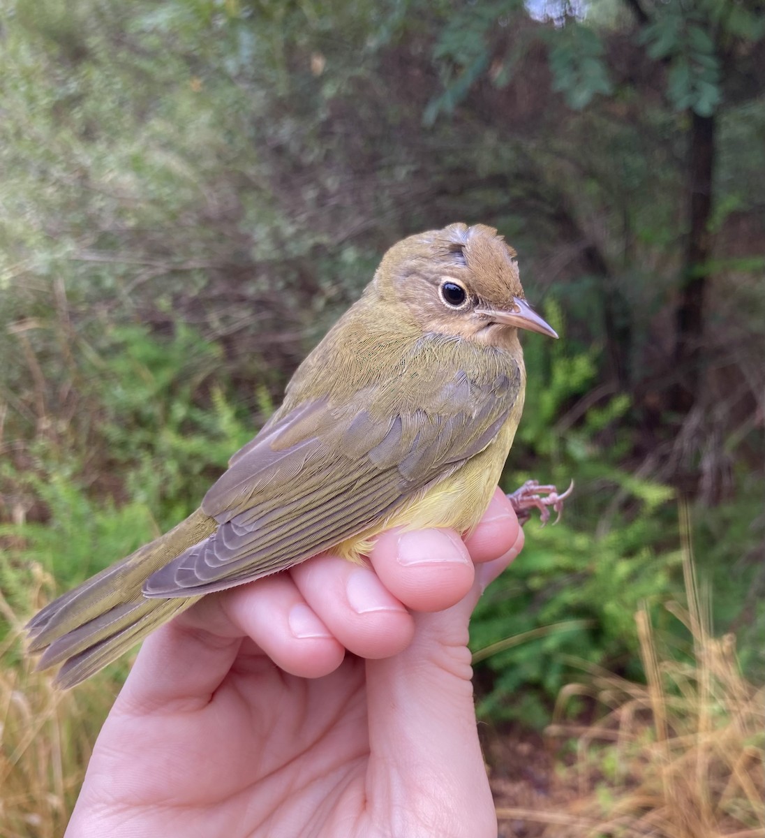 Connecticut Warbler - ML608985842