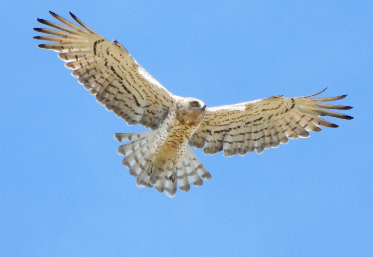 Short-toed Snake-Eagle - Jon Iratzagorria Garay