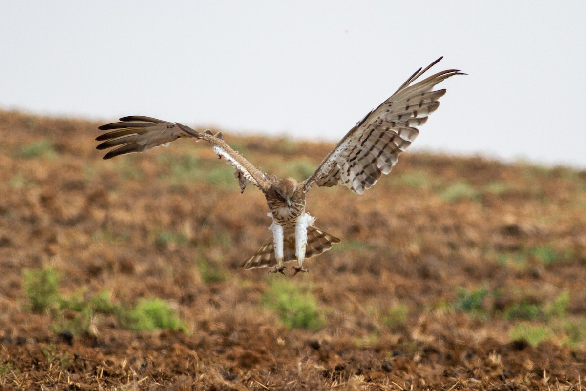 Short-toed Snake-Eagle - Oded Ovadia