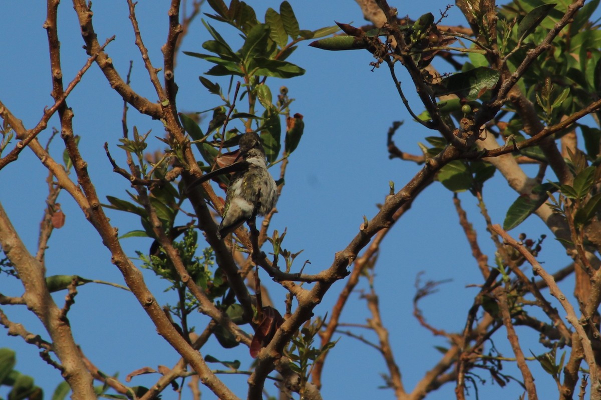 Anna's Hummingbird - ML608985913