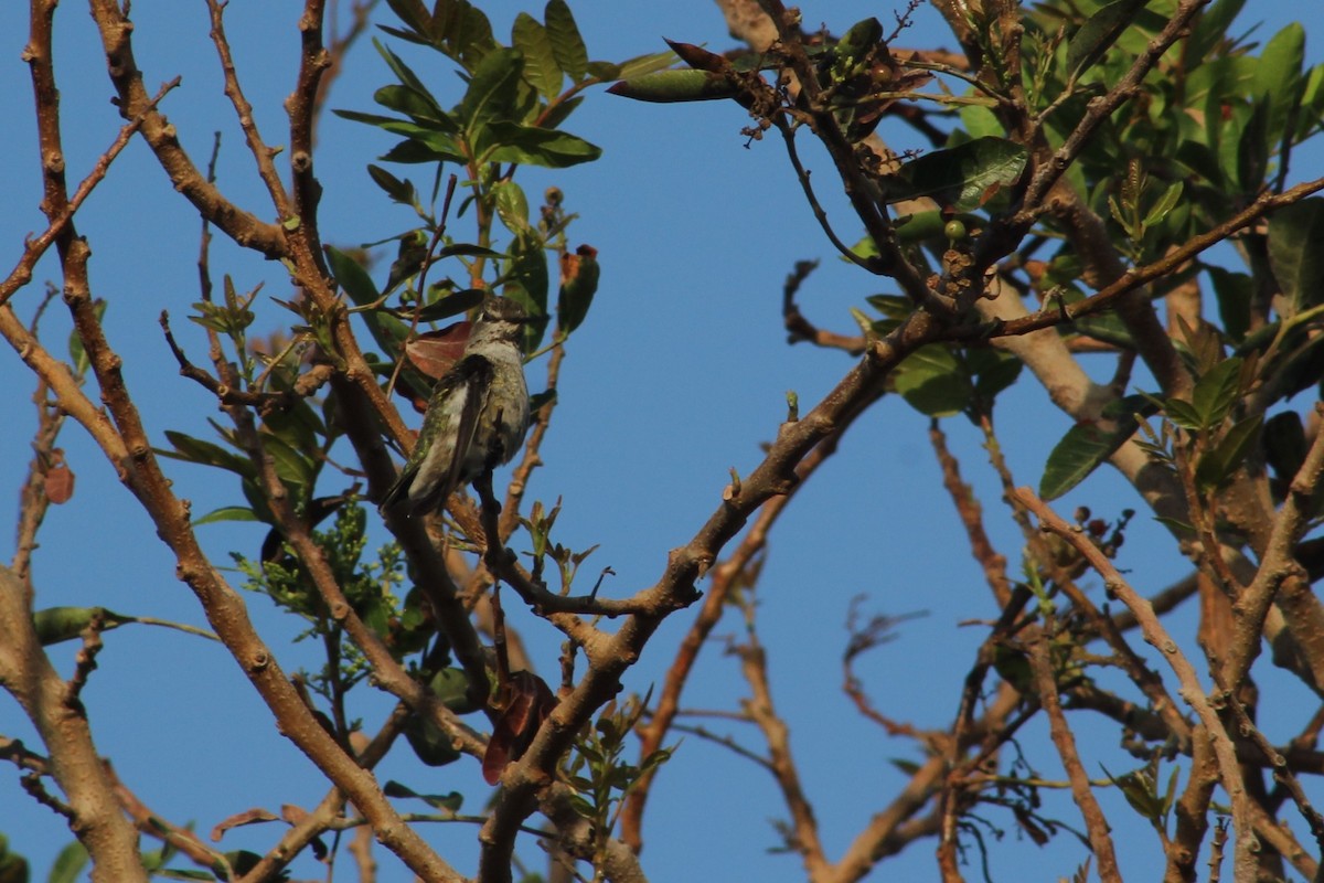 Anna's Hummingbird - ML608985914