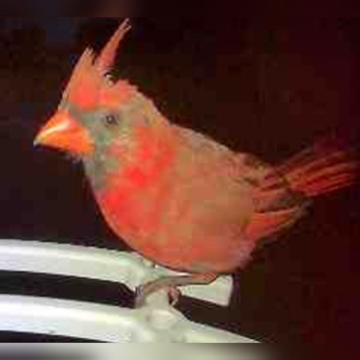 Northern Cardinal - ML608985945