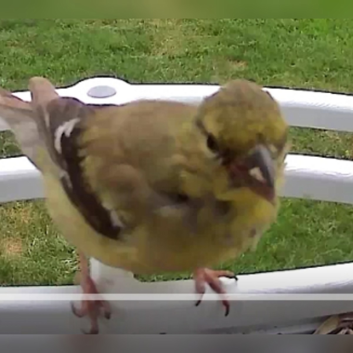 American Goldfinch - ML608985948