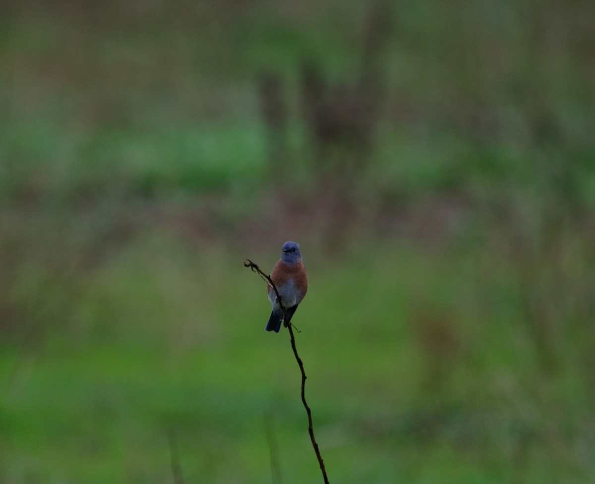 Western Bluebird - ML608985961