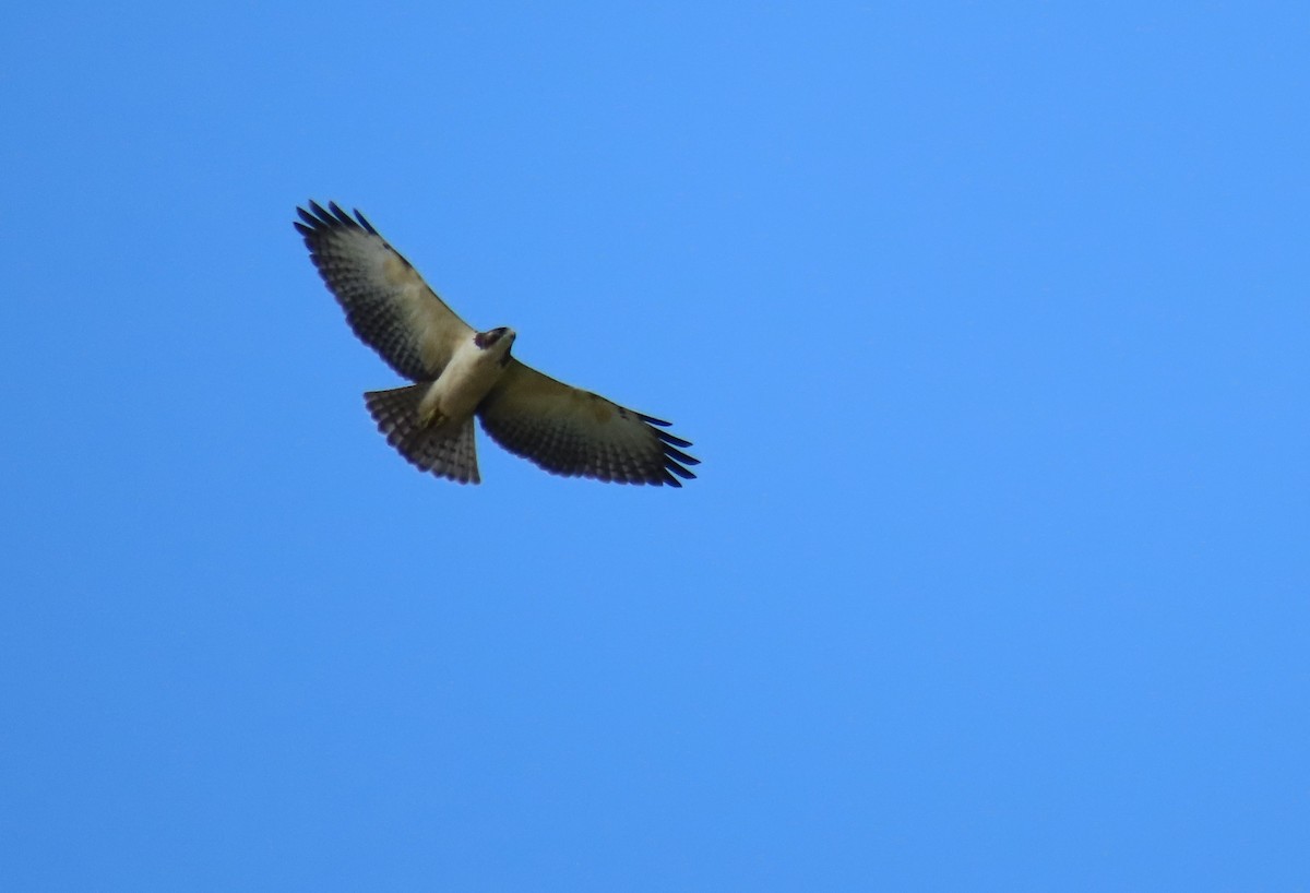 Short-tailed Hawk - ML608986072