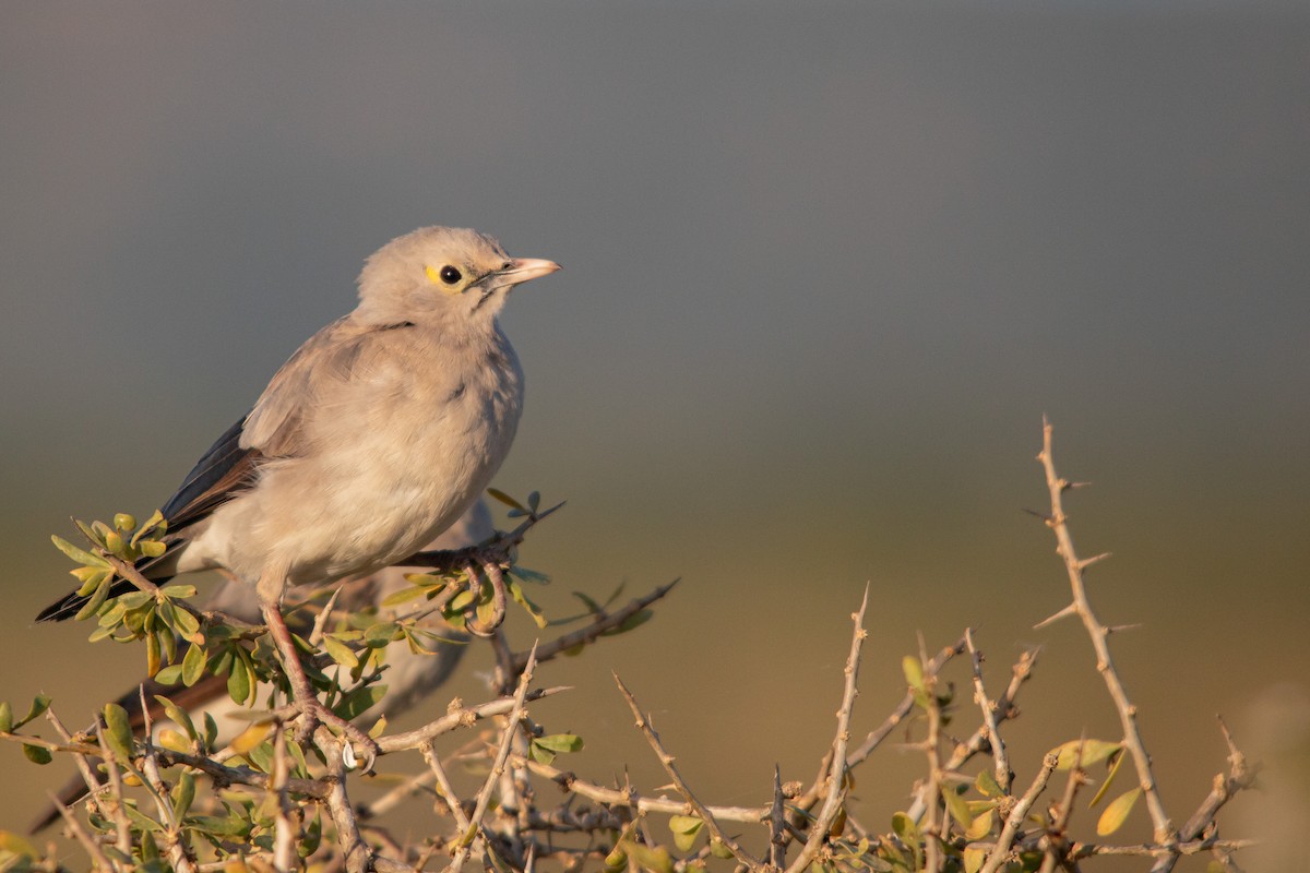 Wattled Starling - ML608986167