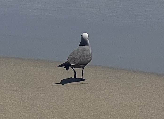 Gray Gull - ML608986182