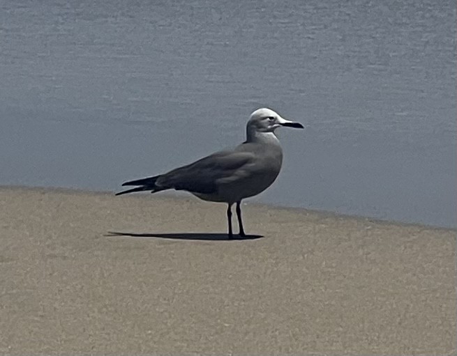 Gray Gull - ML608986183