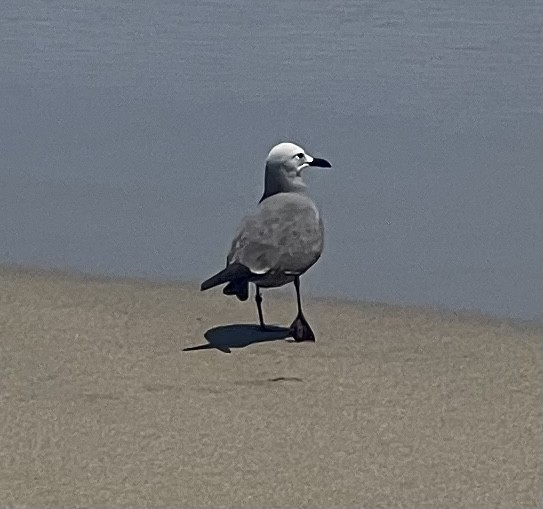 Gray Gull - ML608986184