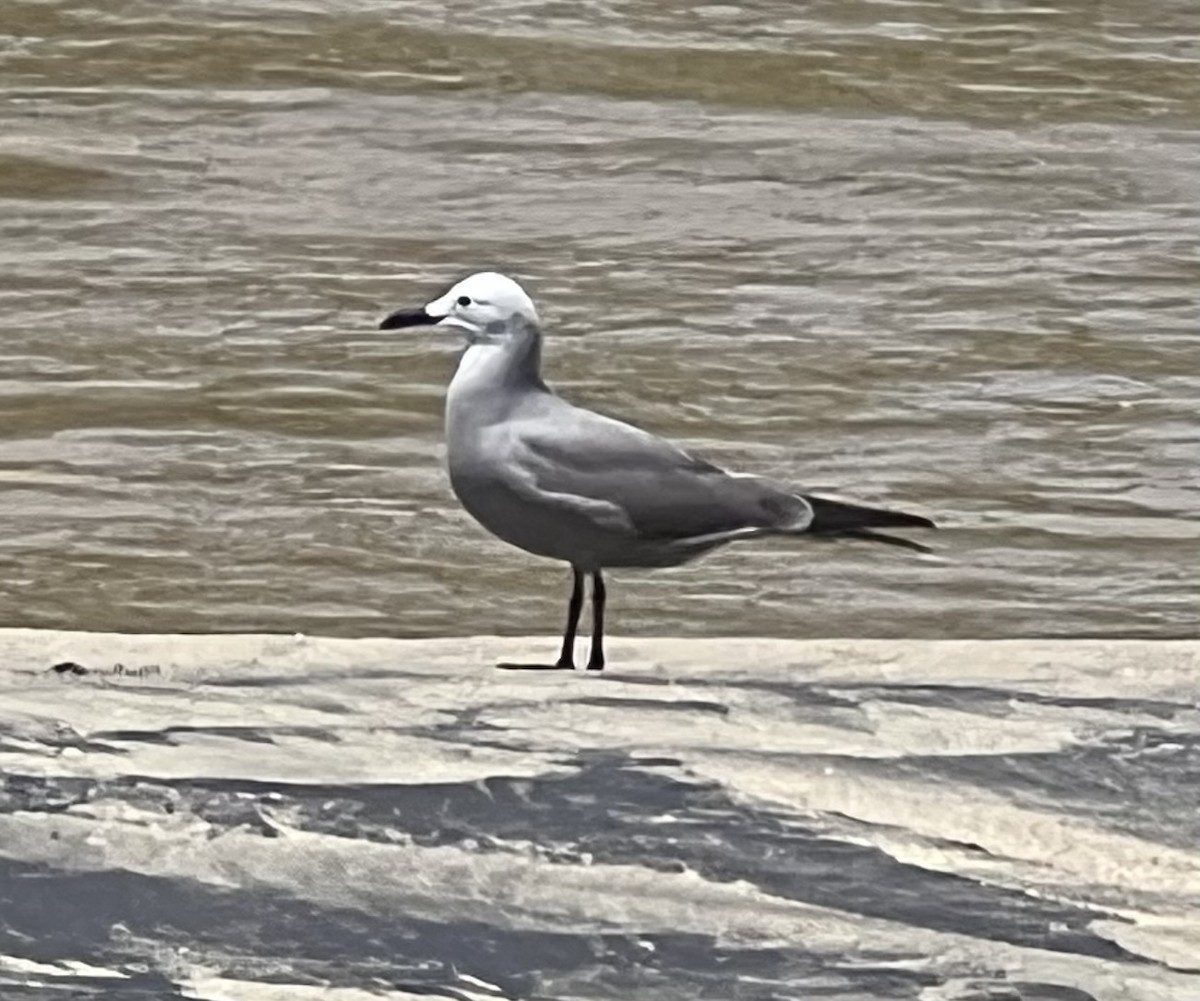 Gray Gull - ML608986185