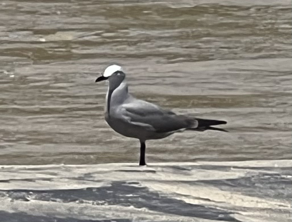 Gray Gull - ML608986186