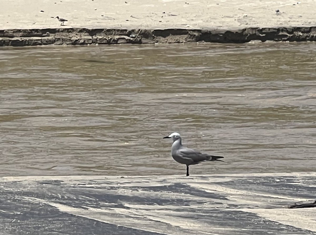 Gray Gull - ML608986187