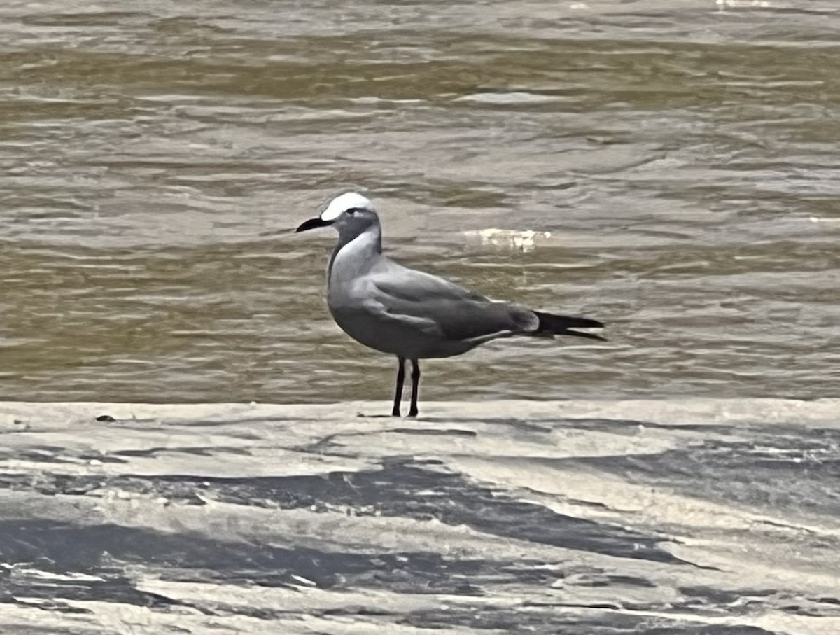 Gray Gull - ML608986188